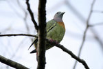 27 Pink-necked Green Pigeon