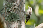 38 Brown-capped Woodpecker
