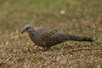 59 Spotted dove