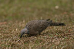 60 Spotted dove