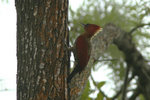 63 Banded Woodpecker