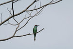 76 Blue-throated Bee-eater