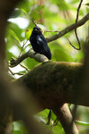 91 Greater Racket-tailed Drongo