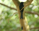 92 Greater Racket-tailed Drongo