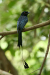 93 Greater Racket-tailed Drongo