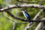 54 Blue-winged Kookaburra