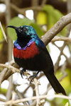 Ug 005 Red-chested Sunbird