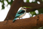 Ug 032 Woodland Kingfisher