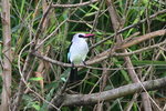 Ug 033 Woodland Kingfisher