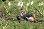 Ug 058 Grey-crowned Crane