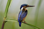 Ug 071 Malachite Kingfisher