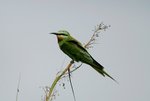 Ug 078 Blue-cheeked Bee-eater