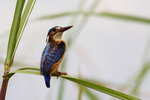 Ug 092 Malachite Kingfisher