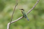 Ug 104 Blue-breasted Bee-eater
