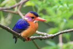Ug 236 African Pygmy Kingfisher