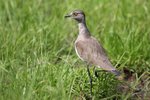 Ug 239 Senegel Lapwing