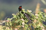 Ug 244 Red-collared Widowbird