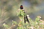 Ug 245 Red-collared Widowbird