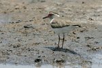 Ug 280 Three-banded Plover