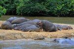 Ug 282 Hippos & Ishasha River