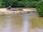Ug 284 Hippos & Ishasha River