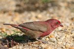 Ug 349 Red-billed Firefinch