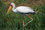Ug 447 Yellow-billed Stork