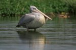 Ug 450 Pink-backed Pelican
