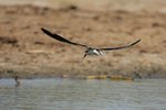 Ug 451 African Skimmer