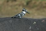 Ug 454 Pied Kingfisher