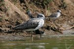Ug 455 Common Greenshank