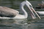 Ug 457 Pink-backed Pelican