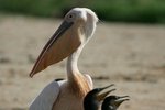 Ug 458 Great White pelican