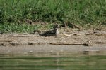 Ug 463 Water Thick-knee