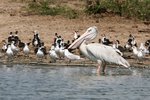 Ug 464 Pink-backed Pelican, African Skimmer, Grey-headed Gull