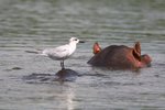 Ug 465 Gull-billed Tern