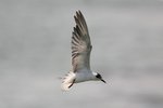 Ug 467 White-winged Tern