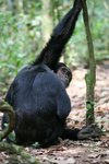 Ug 637 Chimpazee