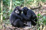 Ug 638 Chimpazee