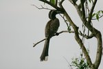 Ug 743 African Grey Hornbill