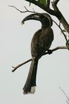 Ug 744 African Grey Hornbill