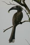 Ug 745 African Grey Hornbill