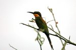Ug 754 Swallow-tailed Bee-eater