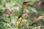 Ug 773 Red-throated Bee-eater