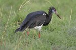Ug 781 Adim's Stork