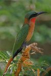 Ug 785 Red-throated Bee-eater