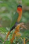 Ug 786 Red-throated Bee-eater