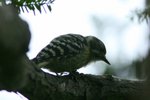004 Japanese Pygmy Woodpecker