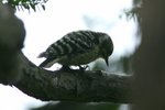 005 Japanese Pygmy Woodpecker