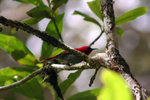 099 Crimson Sunbird